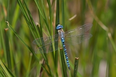 David Plant Photography - Wildlife Photography - Southern migrant hawker - E